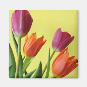 Lila und orane Tulips Magnet