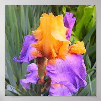 Lila und orangefarbene Iris Poster