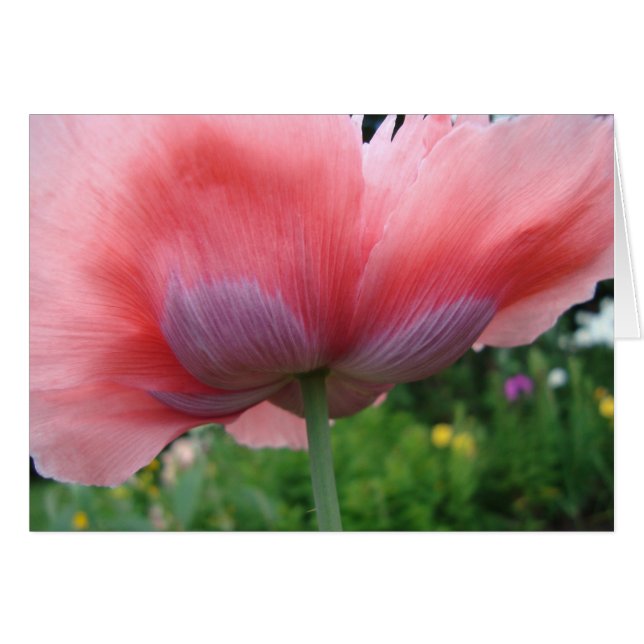 Lila und rosa (Vorderseite (Horizontal))