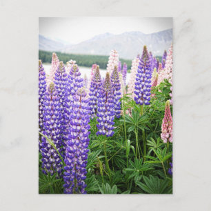 Lila und rosa Blume : Lupine @ Neuseeland Postc Postkarte