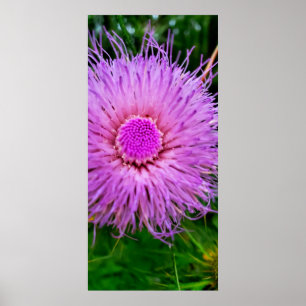 Lila und rosa Blume Poster