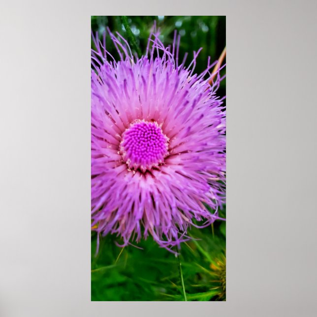 Lila und rosa Blume Poster (Vorne)
