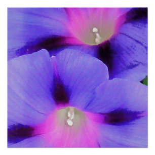Lila und rosa Morgenglorie Poster