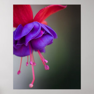 Lila und rote pinkfarbene Blume Poster