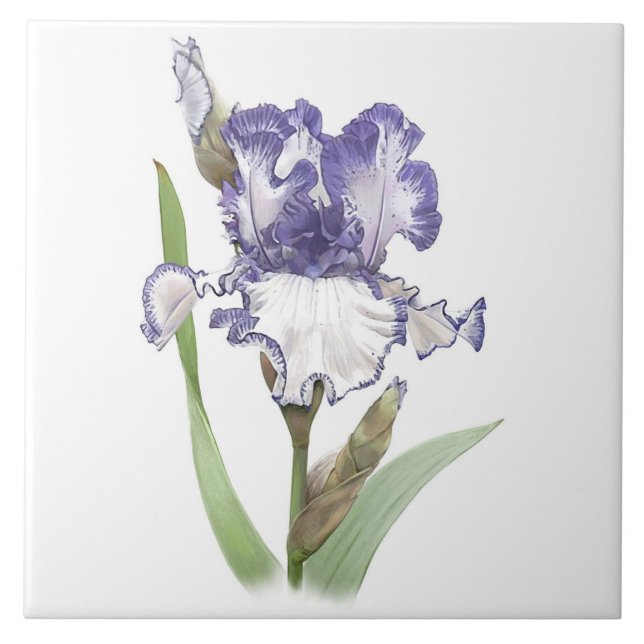 Lila und weiße Blume Iris Botanische Kunst Fliese (Vorderseite)