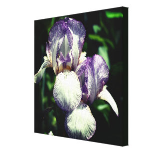 Lila und weiße Blume Iris Leinwanddruck