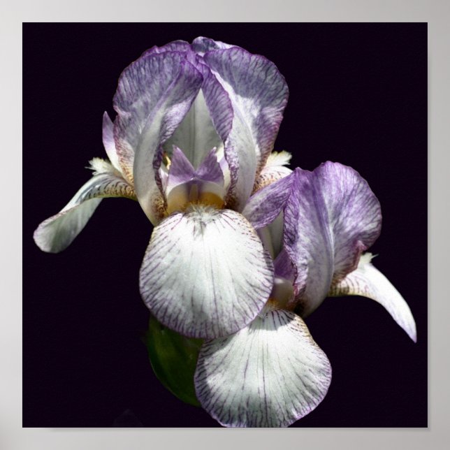 Lila und weiße Blume Iris Poster (Vorne)