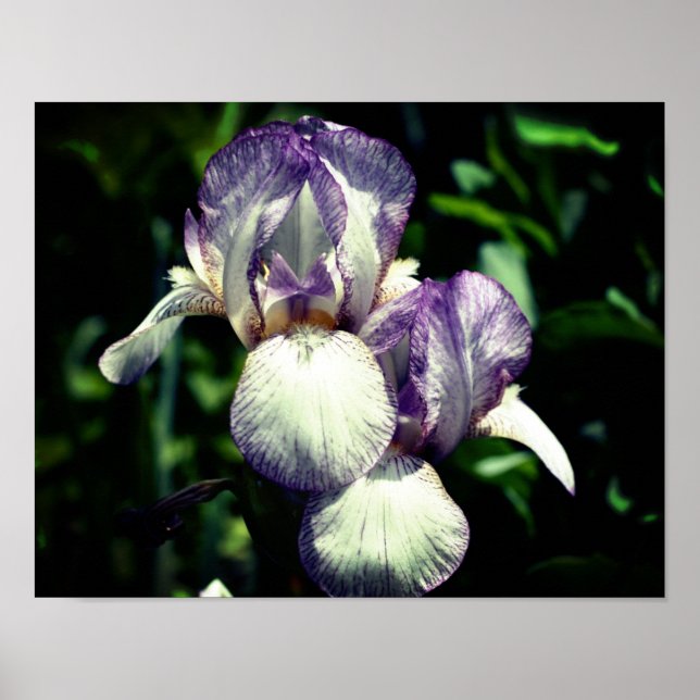 Lila und weiße Blume Iris Poster (Vorne)