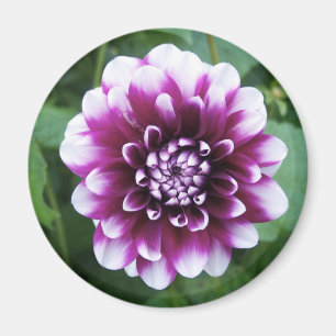 Lila und weiße Dahlie Magnet