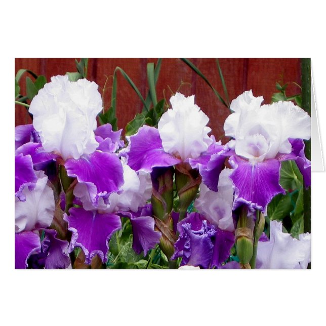 Lila und weiße Iris (Vorderseite (Horizontal))