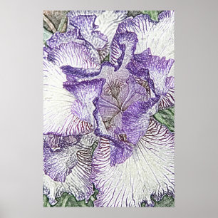 Lila und weiße Iris vom oben genannten Plakat