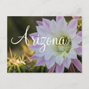 Lila und weiße Kakteen Blume, Arizona Postkarte