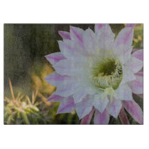 Lila und weiße Kaktus-Blume
