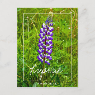 Lila und weiße Lupine   Lupin   Lupinus-Blume Postkarte