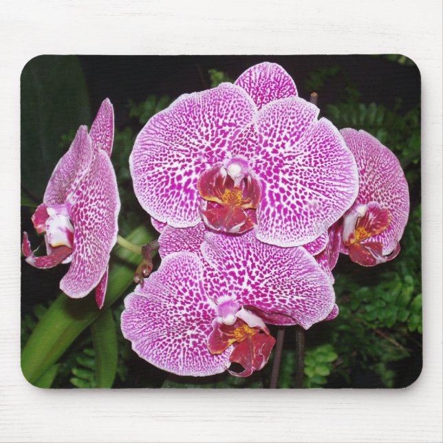 Lila und weiße Orchidee Mousepad (Vorne)