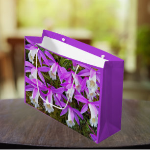 Lila und weiße Pleione Orchideen Große Geschenktüte