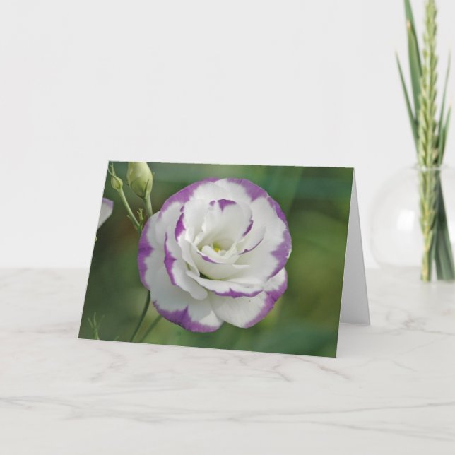 lila und weiße Rose Karte (Vorderseite)