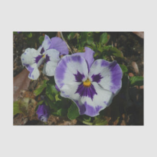 Lila und weiße Stiefmütterchen farbenfroh bläserne Seidenpapier