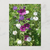 Lila und weiße Wildblumen DIREKT Postkarte