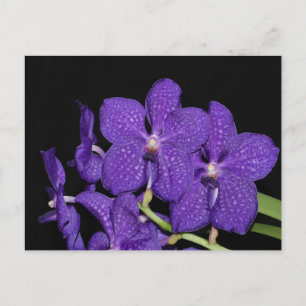 Lila Vanda-Orchidee Postkarte