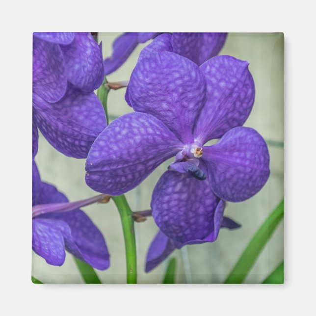 Lila Vanda Orchideen Kühlschrankmagnet Magnet (Vorne)