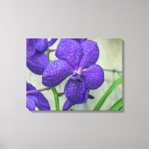 Lila Vanda-Orchideen-Leinwanddruck Leinwanddruck