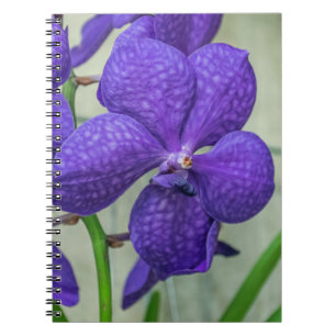 Lila Vanda Orchio Notebook Notizblock