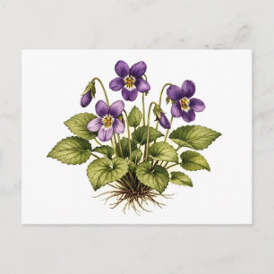 Lila Veilchen im Vintage-Stil Botanisch Postkarte