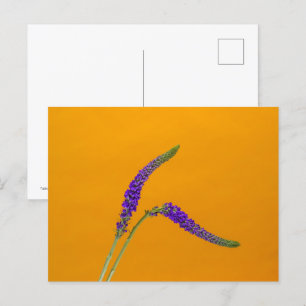 Lila Veronicas Postkarte