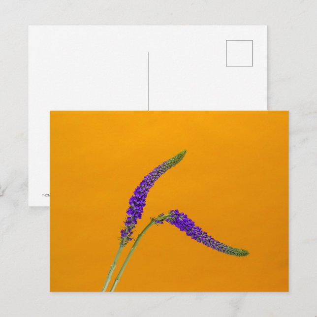 Lila Veronicas Postkarte (Vorne/Hinten)