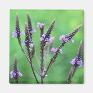 Lila Vervain Wildblume Blume Foto Magnet