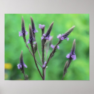 Lila Vervain Wildblume Foto Malerei Poster