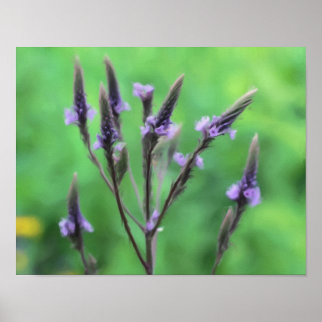 Lila Vervain Wildblume Foto Malerei Poster (Vorne)