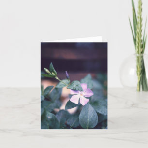 Lila Vinca Blume Notecard Karte