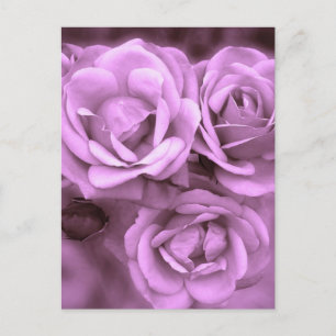 Lila Vintage-Rosen Postkarte