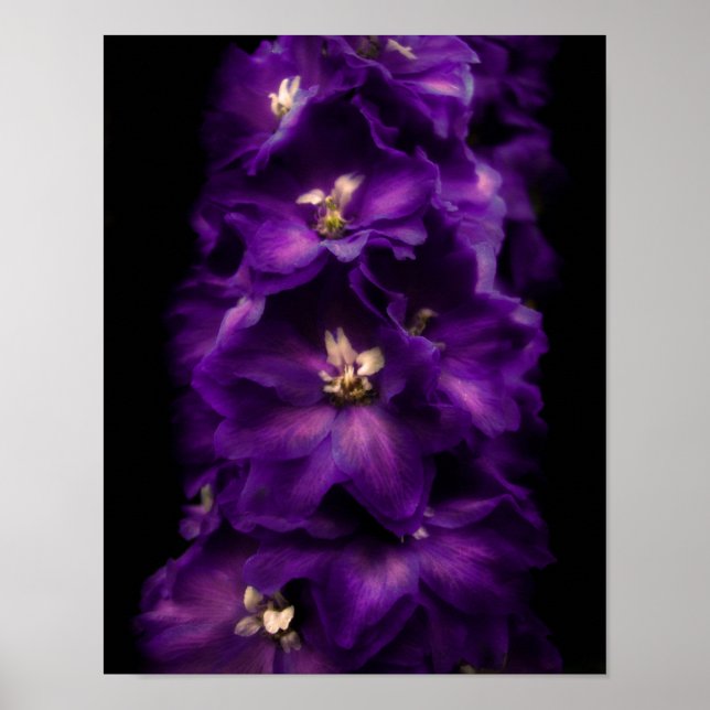 Lila Vintages Delphinium Poster (Vorne)
