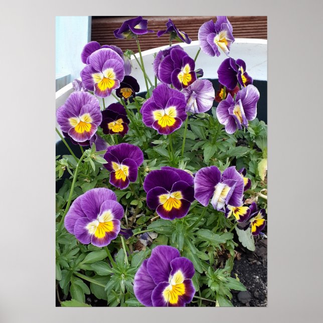 Lila Viola Violas Blumengarten Poster (Vorne)