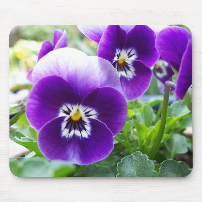 Lila Violas Mousepad (Vorne)