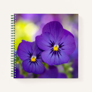Lila Violas Notizbuch