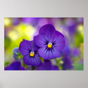 Lila Violas Poster