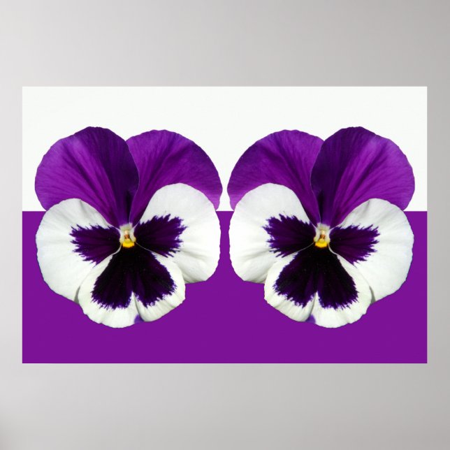Lila Violet-Pansy-Blume Poster (Vorne)