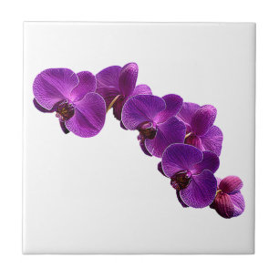 Lila Violett Orchid Blume Fliese