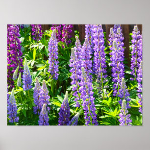 Lila violett rosa pink Lupinen Blumen polyphyllus Poster
