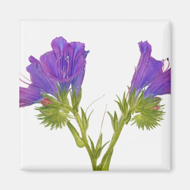 Lila Viper Bugloss (Echinplantaginum) Magnet (Vorne)