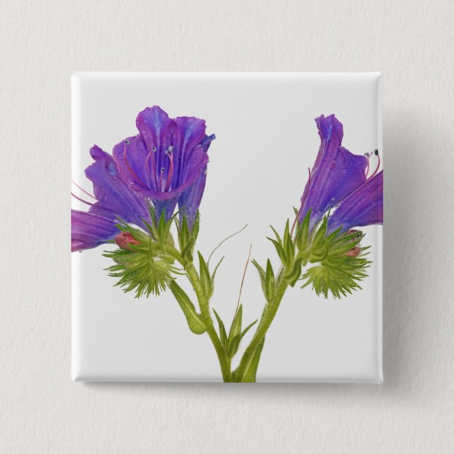 Lila Vipern Bugloss (Echium plantagineum) Button (Vorderseite)