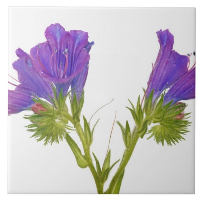Lila Vipern Bugloss (Echium plantagineum) Fliese (Vorderseite)