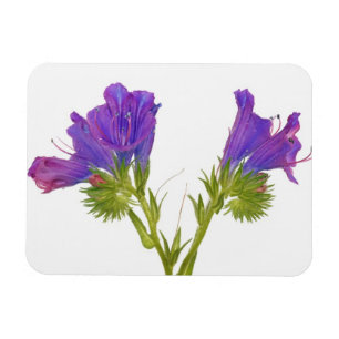 Lila Vipern Bugloss (Echium plantagineum) Magnet