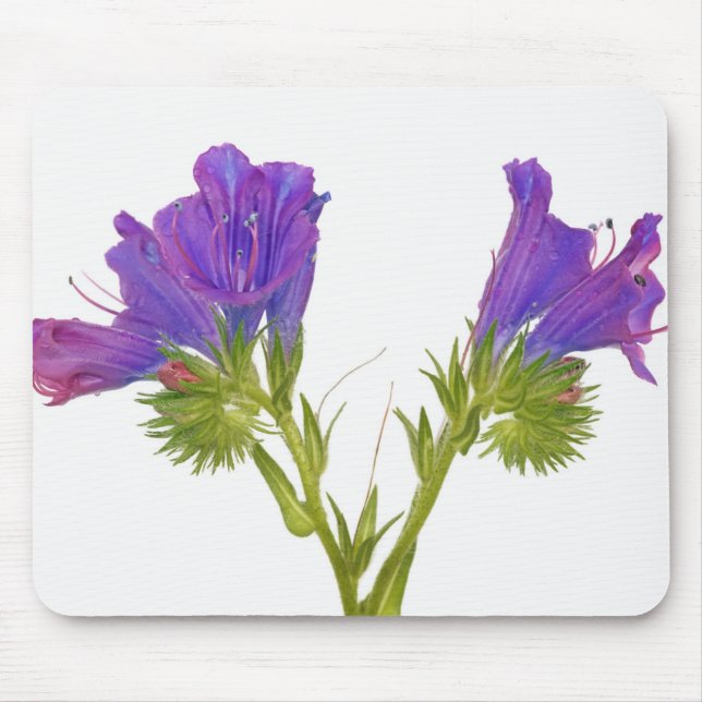 Lila Vipern Bugloss (Echium plantagineum) Mousepad (Vorne)