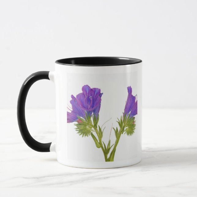 Lila Vipern Bugloss (Echium plantagineum) Tasse (Links)