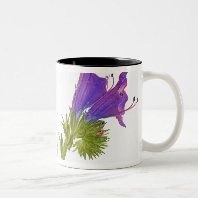 Lila Vipern Bugloss (Echium plantagineum) Zweifarbige Tasse (Rechts)